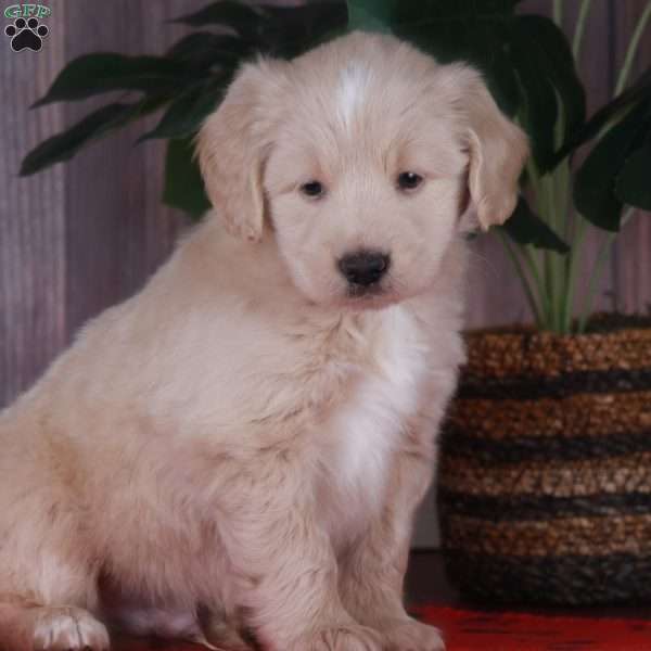 CHIP, Miniature Golden Retriever Puppy